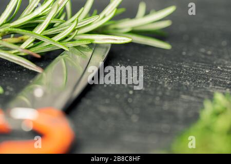 Détail de la brindille de romarin et de ciseaux métalliques orange posée sur la planche à découper de cuisine noire avec fond flou Banque D'Images