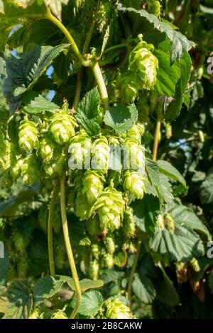 Détail des fleurs de houblon des plantes de houblon (Humulus lupulus) qui poussent sur des trellises de cordes en Bavière, Allemagne. Banque D'Images