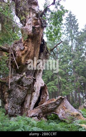 Alte märchenhafte Gerichtseiche im Reinhardswald Banque D'Images