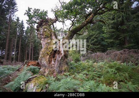 Alte märchenhafte Gerichtseiche im Reinhardswald Banque D'Images