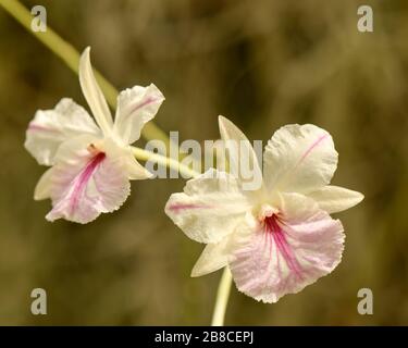 Gros plan de deux fleurs d'orchidée de papillon, roses et jaunes, sur une tige avec un fond flou. Banque D'Images