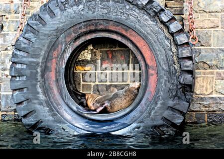 Un grand pneu de camion utilisé comme pare-chocs de quai fait un lit parfait pour un phoque à fourrure de Cape prenant une sieste dans le soleil de l'après-midi Banque D'Images