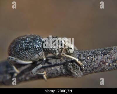 Une espèce de Weevil originaire de l'Arizona qui tient sur la branche d'arbre sur laquelle il se nourrit. Banque D'Images