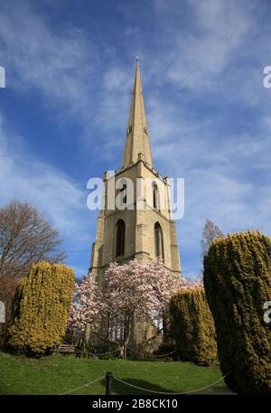 Aiguille de Glover à Worcester, au royaume-uni, avec arbre Magnolia fleuri. Banque D'Images