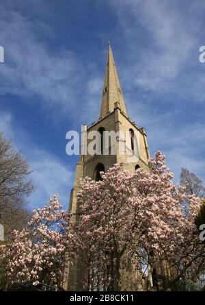 Aiguille de Glover à Worcester, au royaume-uni, avec arbre Magnolia fleuri. Banque D'Images