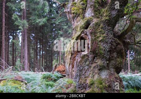 Alte märchenhafte Gerichtseiche im Reinhardswald Banque D'Images