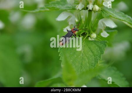 Le coléoptère du fusca de Cantharis repose sur une feuille d'une plante d'ortie morte Banque D'Images