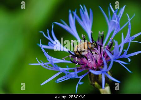 Une abeille pollinise une fleur de knapweed dans le jardin. Banque D'Images