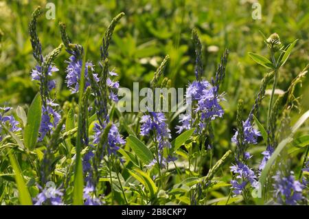 Beaucoup de fleurs veronica dans la prairie au début de l'été. Les noms communs de cette plante incluent speedwell, oeil d'oiseau, et gitsyweed. Banque D'Images