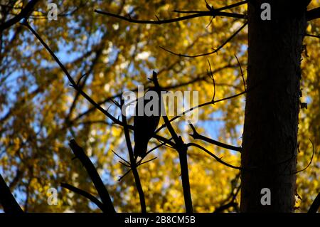 Silhouette d'un corbeau assis sur une branche d'arbre avec ciel et feuilles d'automne brillantes en arrière-plan. Banque D'Images