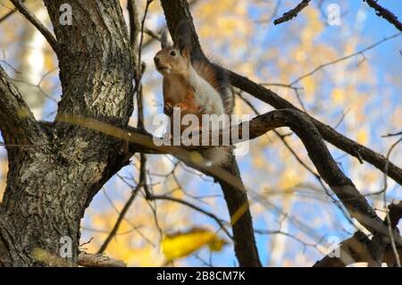 L'écureuil mignon est placé sur une branche d'arbre avec des pattes sur la poitrine. Banque D'Images