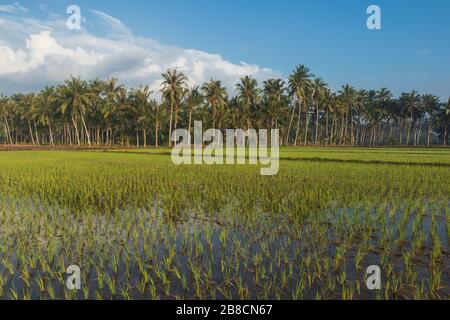 Champ vert de la plante de riz avec de l'eau et des cococotiers dans la matinée Banque D'Images