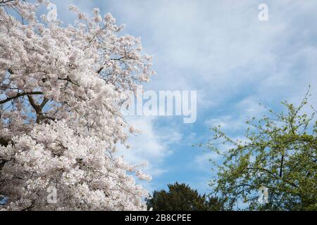 Streatham, Londres, Royaume-Uni. 21 mars 2020. Météo au Royaume-Uni : conditions de début de printemps à Streatham Common dans le sud de Londres, en Angleterre. Crédit: SAM Mellish / Alay Live News Banque D'Images