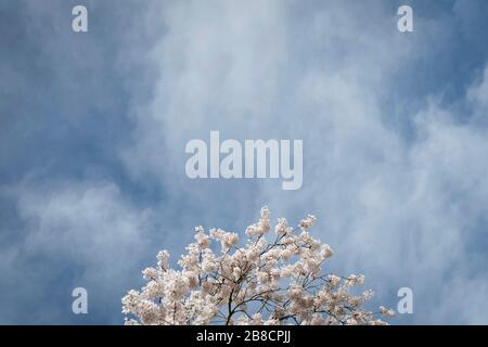 Streatham, Londres, Royaume-Uni. 21 mars 2020. Météo au Royaume-Uni : conditions de début de printemps à Streatham Common dans le sud de Londres, en Angleterre. Crédit: SAM Mellish / Alay Live News Banque D'Images