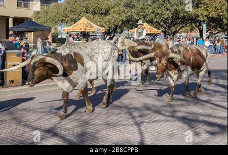 texas longhorn bétail et cowboys sur une route de bétail aux entrepôts de fort worth texas Banque D'Images