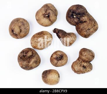 Dioscorea, Mun-NEB (mot thaïlandais), Dioscorea tuck frais, Dioscorea slats racine isolée sur fond blanc, Rubeola fotografie Banque D'Images