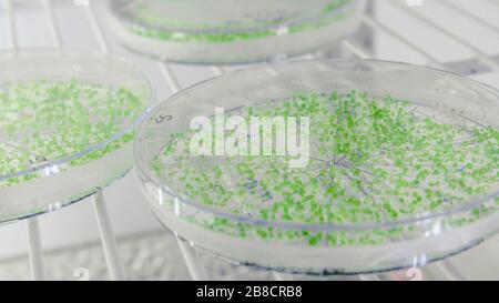 Gros plan des cultures dans des boîtes de Petri dans un réfrigérateur de laboratoire de bioscience. Concept de la science, du laboratoire et de l'étude des maladies. Coronavirus (COVID-1 Banque D'Images