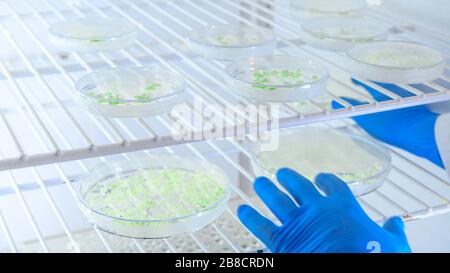 Cultures de manipulation scientifique dans des boîtes de Petri dans un réfrigérateur de laboratoire de bioscience. Concept de la science, du laboratoire et de l'étude des maladies. Coronavirus Banque D'Images