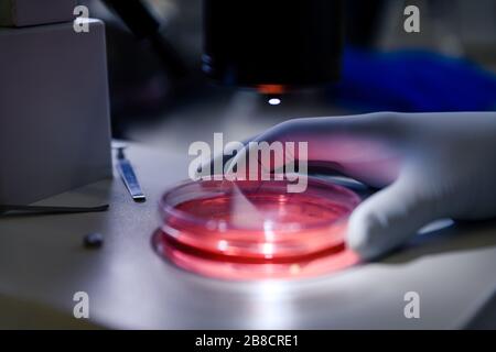 Manipulation scientifique un stéréomicroscope léger examine une culture dans un plat de Petri pour la recherche pharmaceutique sur la bioscience. Concept de science, laboratoire Banque D'Images