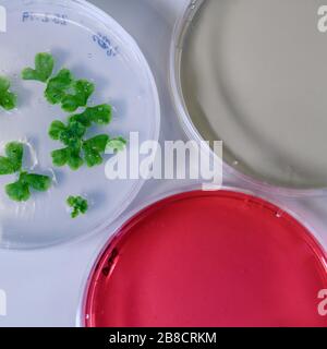 Culture dans un plat de Petri pour la recherche sur la bioscience pharmaceutique. Concept de la science, du laboratoire et de l'étude des maladies. Traitement du coronavirus (COVID-19) Banque D'Images