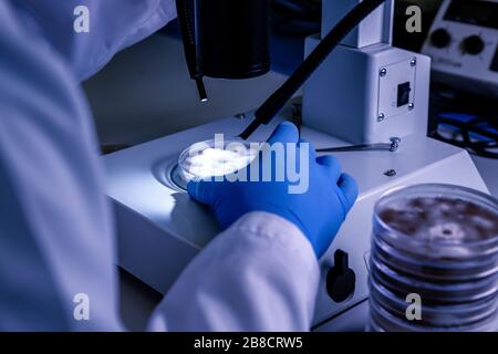 Manipulation scientifique un stéréomicroscope léger examine une culture dans un plat de Petri pour la recherche pharmaceutique sur la bioscience. Concept de science, laboratoire Banque D'Images