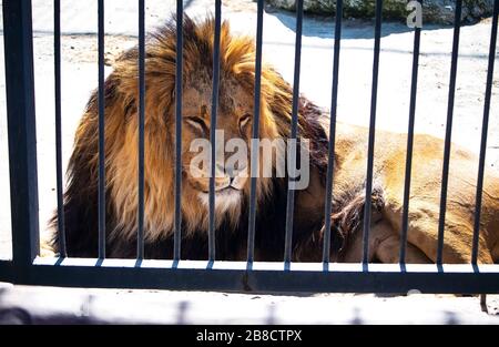 Un grand lion masculin puissant se trouve sur un grand rocher dans notre zoo local. Le temps de fermeture signifie l'alimentation pour beaucoup d'animaux. Ce lion a attendu à un haut Banque D'Images