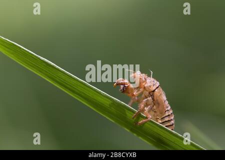 Nouvelle forêt cicada larva exuvia Banque D'Images