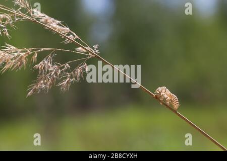 Nouvelle forêt cicada larva exuvia Banque D'Images