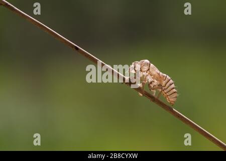 Nouvelle forêt cicada larva exuvia Banque D'Images