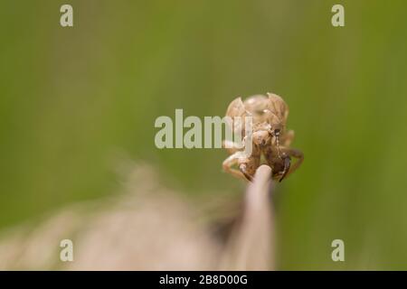 Nouvelle forêt cicada larva exuvia Banque D'Images