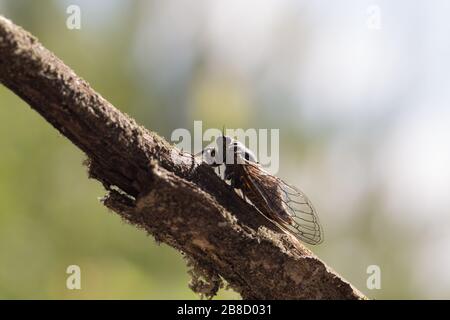 Nouvelle forêt cicada (Cicadetta montana) Banque D'Images