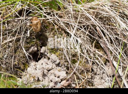 Nouvelle forêt cicada larva exuvia (émerge de son terrier souterrain) Banque D'Images