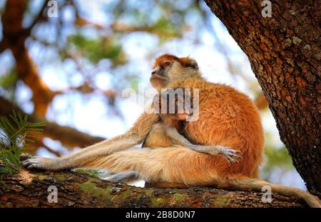 Papas Monkey, parc national de Murchison Falls Ouganda (er Banque D'Images