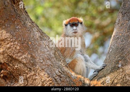 Papas Monkey, parc national de Murchison Falls Ouganda (er Banque D'Images