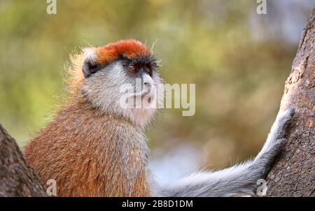 Papas Monkey, parc national de Murchison Falls Ouganda (er Banque D'Images