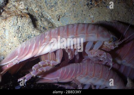 Isopodes géants, Bathynomus giganteus Banque D'Images