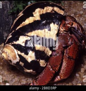 Crabe ermit à la fraise, Coenobita perlatus Banque D'Images