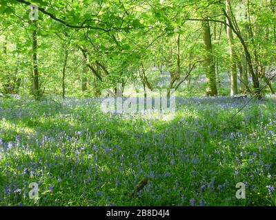 Bluebells dans les bois, Ratby, Leicestershire, Royaume-Uni Banque D'Images