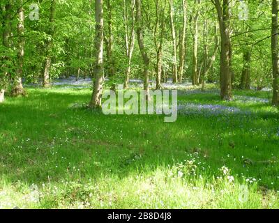 Bluebells dans les bois, Ratby, Leicestershire, Royaume-Uni Banque D'Images