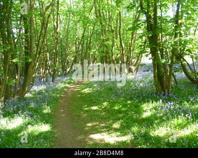 Bluebells dans les bois, Ratby, Leicestershire, Royaume-Uni Banque D'Images