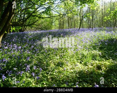 Bluebells dans les bois, Ratby, Leicestershire, Royaume-Uni Banque D'Images