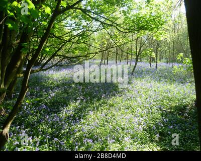 Bluebells dans les bois, Ratby, Leicestershire, Royaume-Uni Banque D'Images