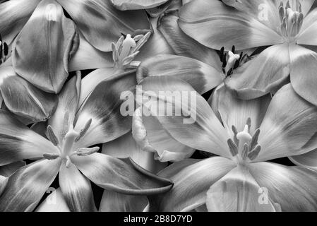 Macro de fleurs de tulipes monochromes argentées surréalistes d'un lit de pétales et de fleurs vues du haut Banque D'Images