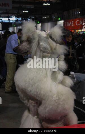 Portrait d'un chien blanc Banque D'Images
