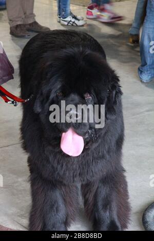 Grand chien noir me posant Banque D'Images