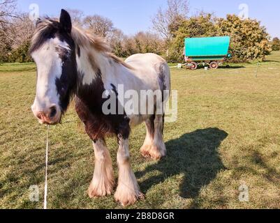 Dray cheval et caravane tzigane sur Clifton Downs à Bristol Banque D'Images