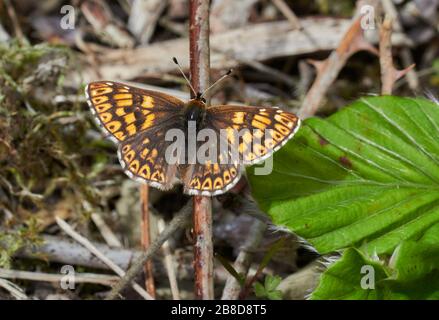 Femme duc de Bourgogne (Hamearis lucina) à Noar Hill près de Selbourne dans Hampshire Royaume-Uni Banque D'Images