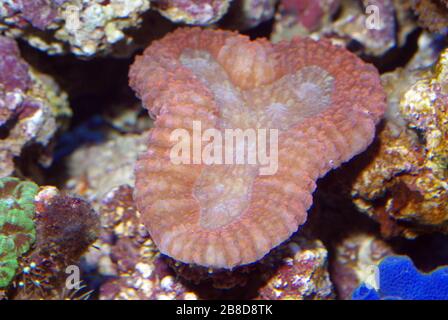 Corail cérébral pilé, Lolophyllia hemprichii Banque D'Images