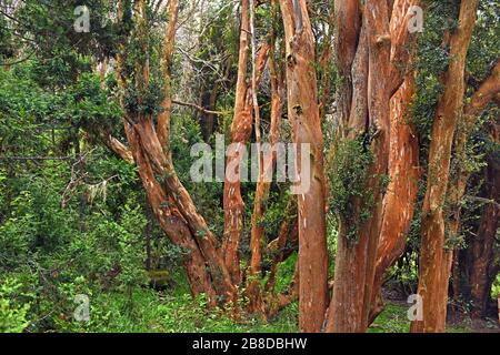 Péninsule de Quetrihué, Neuquen/ Argentine : les myrtles chiliennes dans le parc national de Los Arrayanes Banque D'Images