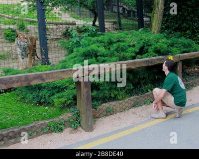 Jouer avec le tigre dans le jardin zoologique Banque D'Images